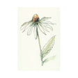 Echinacea II by Mercana Studio a Hand Embellished Textured Canvas by Mercana at Eve Furniture
