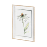 Echinacea II by Panpan Zhang a Framed Art Print Matted under Glass by Mercana at Eve Furniture