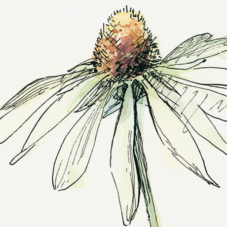 Echinacea II by Panpan Zhang a Framed Art Print Matted under Glass by Mercana at Eve Furniture