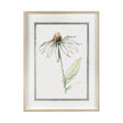 Echinacea II by Panpan Zhang a Framed Art Print Matted under Glass by Mercana at Eve Furniture