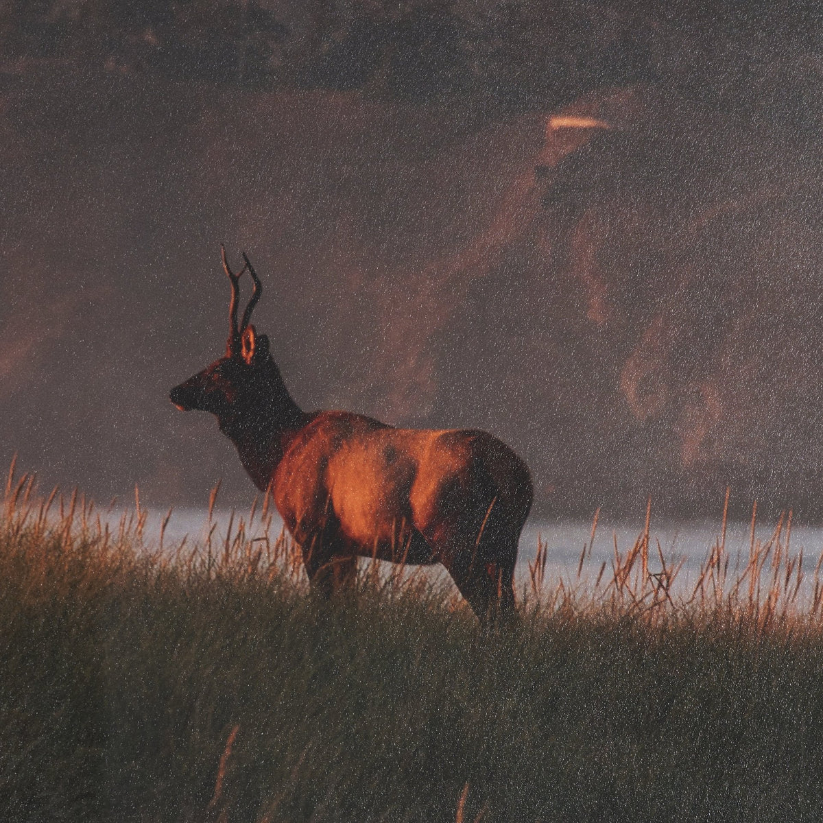 Elk by Stefan and Audrey Textured Framed Photo Print Matted under Glass by Mercana at Eve Furniture