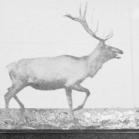 Elk Trotting by Eadweard Muybridge a Hand Embellished Textured Framed Art Print Matted under Glass by Mercana at Eve Furniture