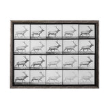 Elk Trotting by Eadweard Muybridge a Hand Embellished Textured Framed Art Print Matted under Glass by Mercana at Eve Furniture