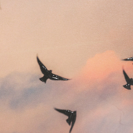 Evening Flight by Mercana Studio a Hand Embellished Textured Framed Photo Art Print Matted under Gla by Mercana at Eve Furniture