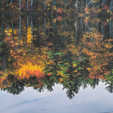 Fall Reflections by Dimitry Papkov Framed Art Print Matted under Glass by Mercana at Eve Furniture