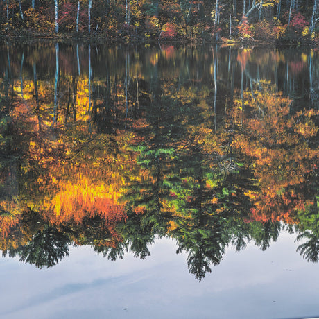 Fall Reflections by Dimitry Papkov Framed Art Print Matted under Glass by Mercana at Eve Furniture