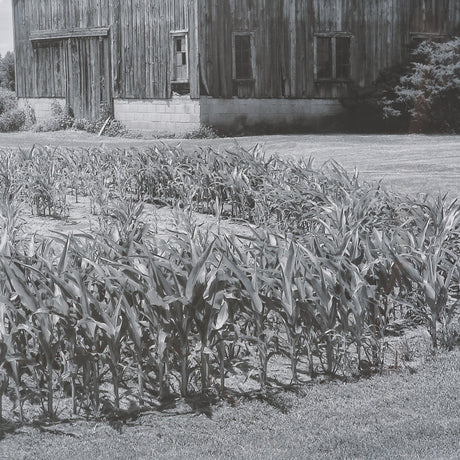 Farm Serenity II by Leda Robertson Textured FramedPhoto Print Matted under Glass by Mercana at Eve Furniture
