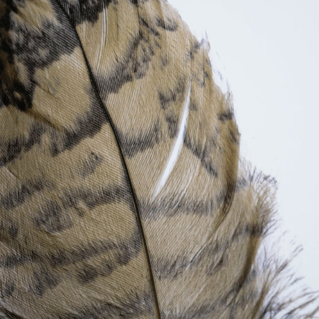 Feathered Friends by Nancy Crowell a Framed Art Print Matted under Glass by Mercana at Eve Furniture