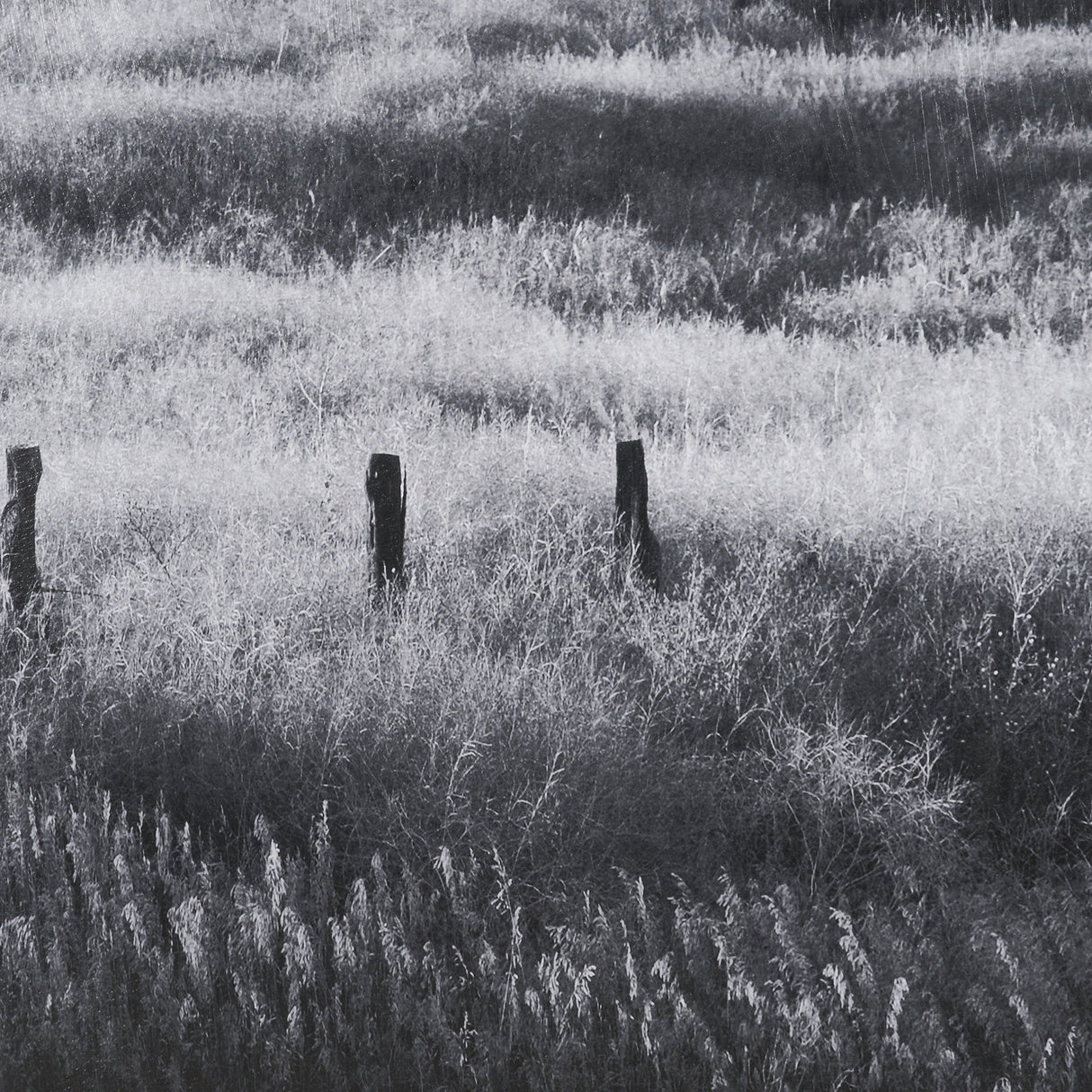 Fence Line Flight I by R. Christopher Vest Textured FramedPhoto Print Matted under Glass by Mercana at Eve Furniture