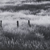 Fence Line Flight I by R. Christopher Vest Textured FramedPhoto Print Matted under Glass by Mercana at Eve Furniture