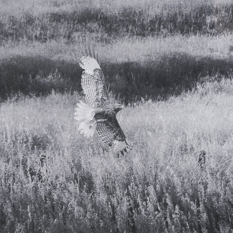Fence Line Flight I by R. Christopher Vest Textured FramedPhoto Print Matted under Glass by Mercana at Eve Furniture