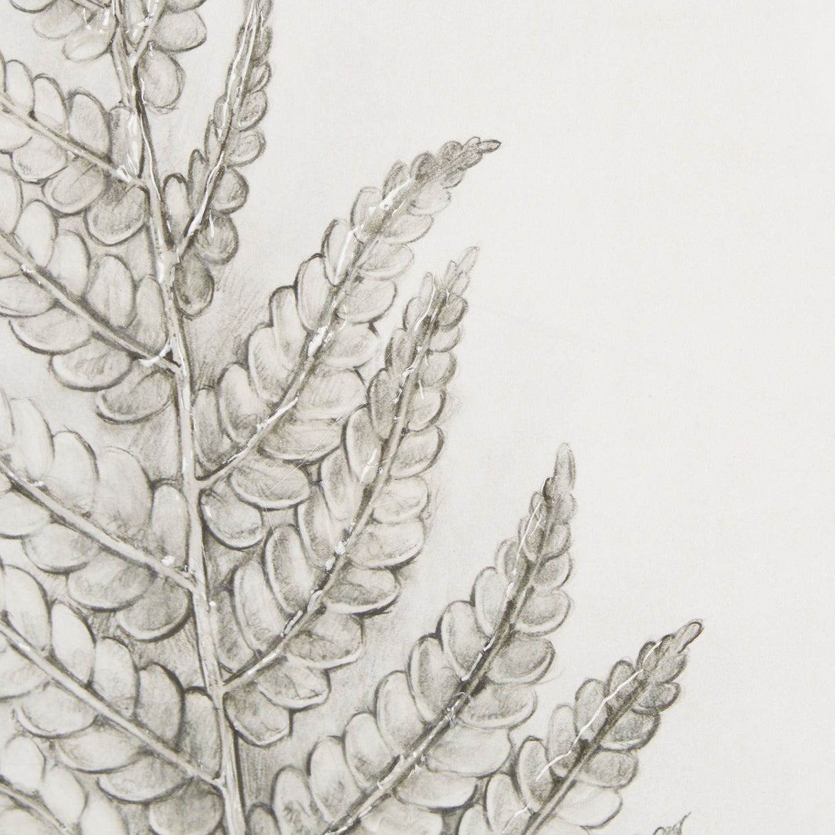 Fern Study I by Mercana Studio Hand Embelished Framed Art Print Matted under Glass by Mercana at Eve Furniture