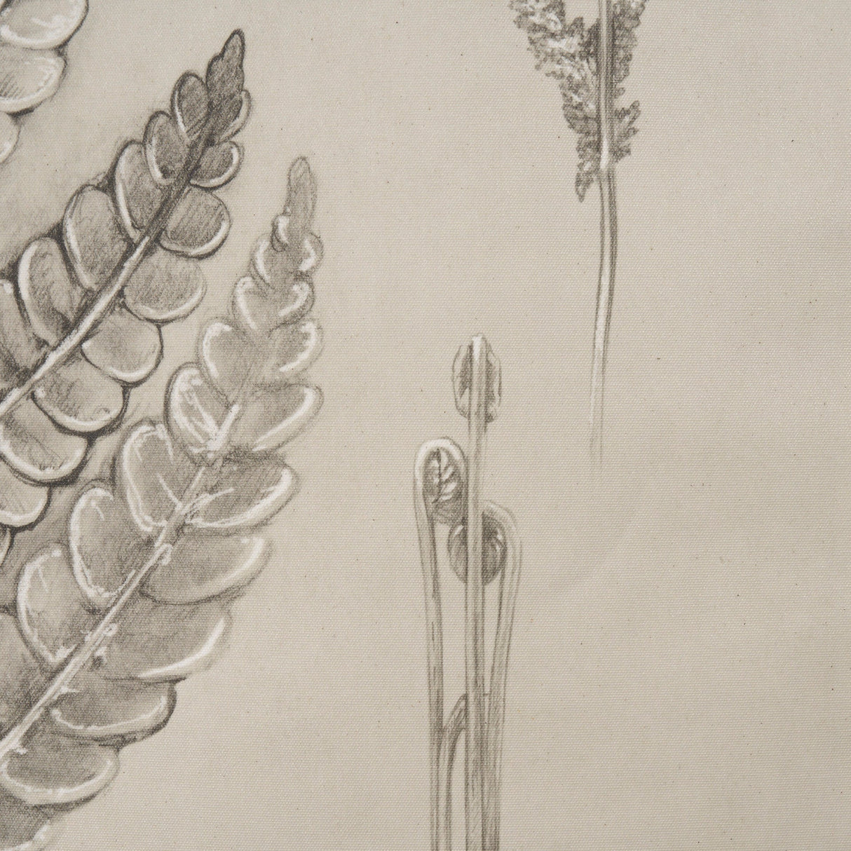 Fern Study I (Osmundastrum Cinnamomeum) by Mercana at Eve Furniture