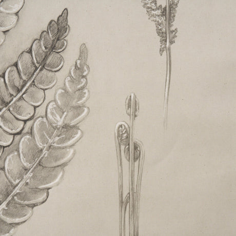 Fern Study I (Osmundastrum Cinnamomeum) by Mercana at Eve Furniture
