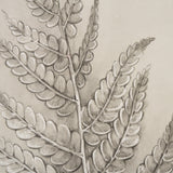 Fern Study I (Osmundastrum Cinnamomeum) by Mercana at Eve Furniture