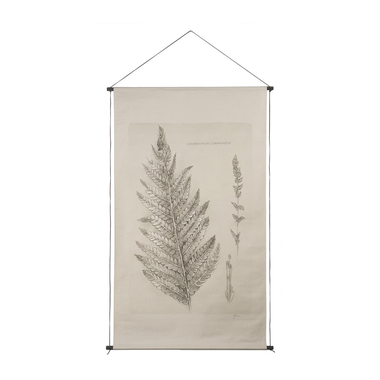 Fern Study I (Osmundastrum Cinnamomeum) by Mercana at Eve Furniture