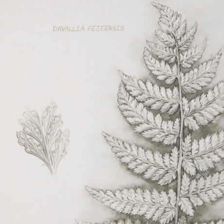 Fern Study II by Mercana Studio Hand Embelished Framed Art Print Matted under Glass by Mercana at Eve Furniture