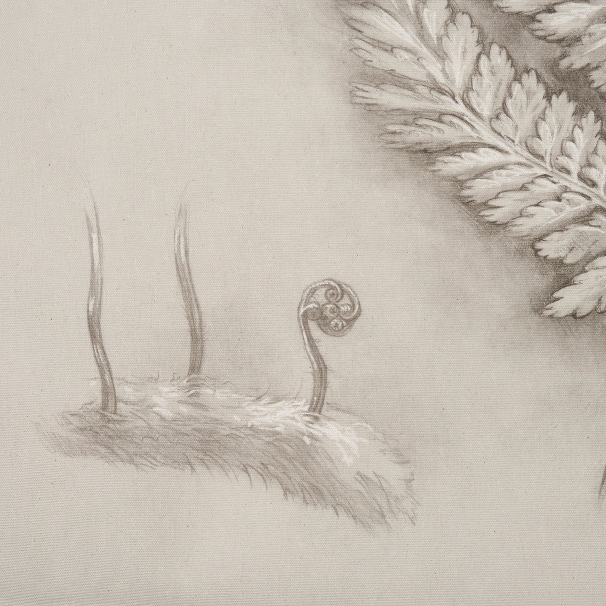Fern Study II (Davallia Fejeensis) by Mercana Studio a Hand Embellished Framed Art Print by Mercana at Eve Furniture