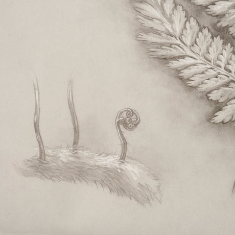 Fern Study II (Davallia Fejeensis) by Mercana Studio a Hand Embellished Framed Art Print by Mercana at Eve Furniture