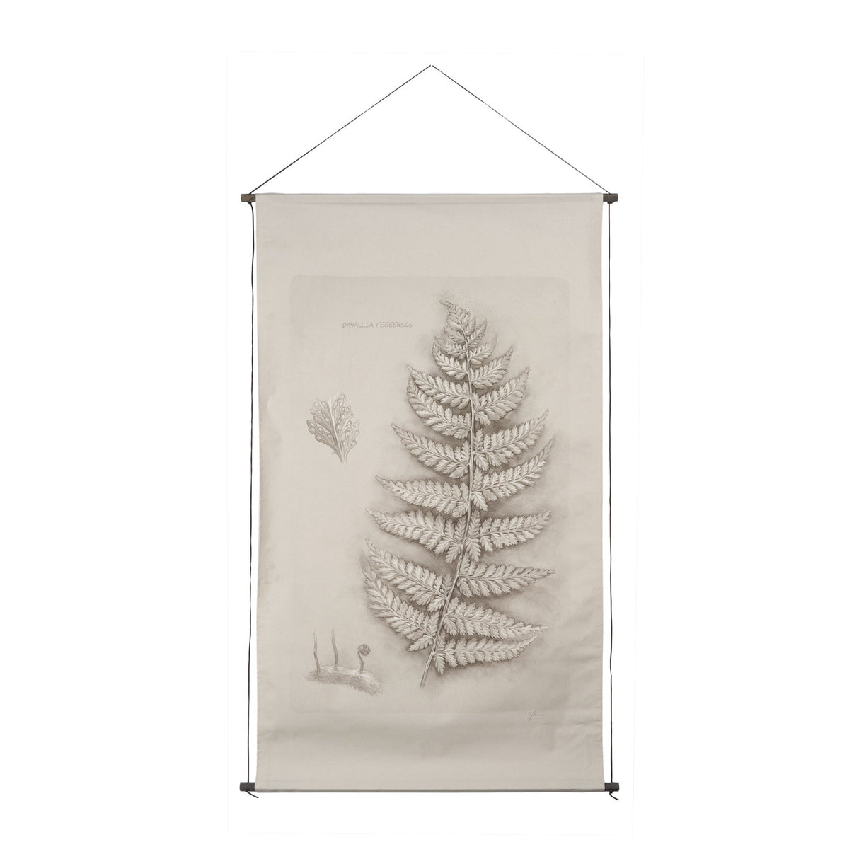 Fern Study II (Davallia Fejeensis) by Mercana Studio a Hand Embellished Framed Art Print by Mercana at Eve Furniture