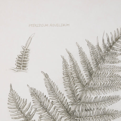 Fern Study III by Mercana Studio Hand Embelished Framed Art Print Matted under Glass by Mercana at Eve Furniture
