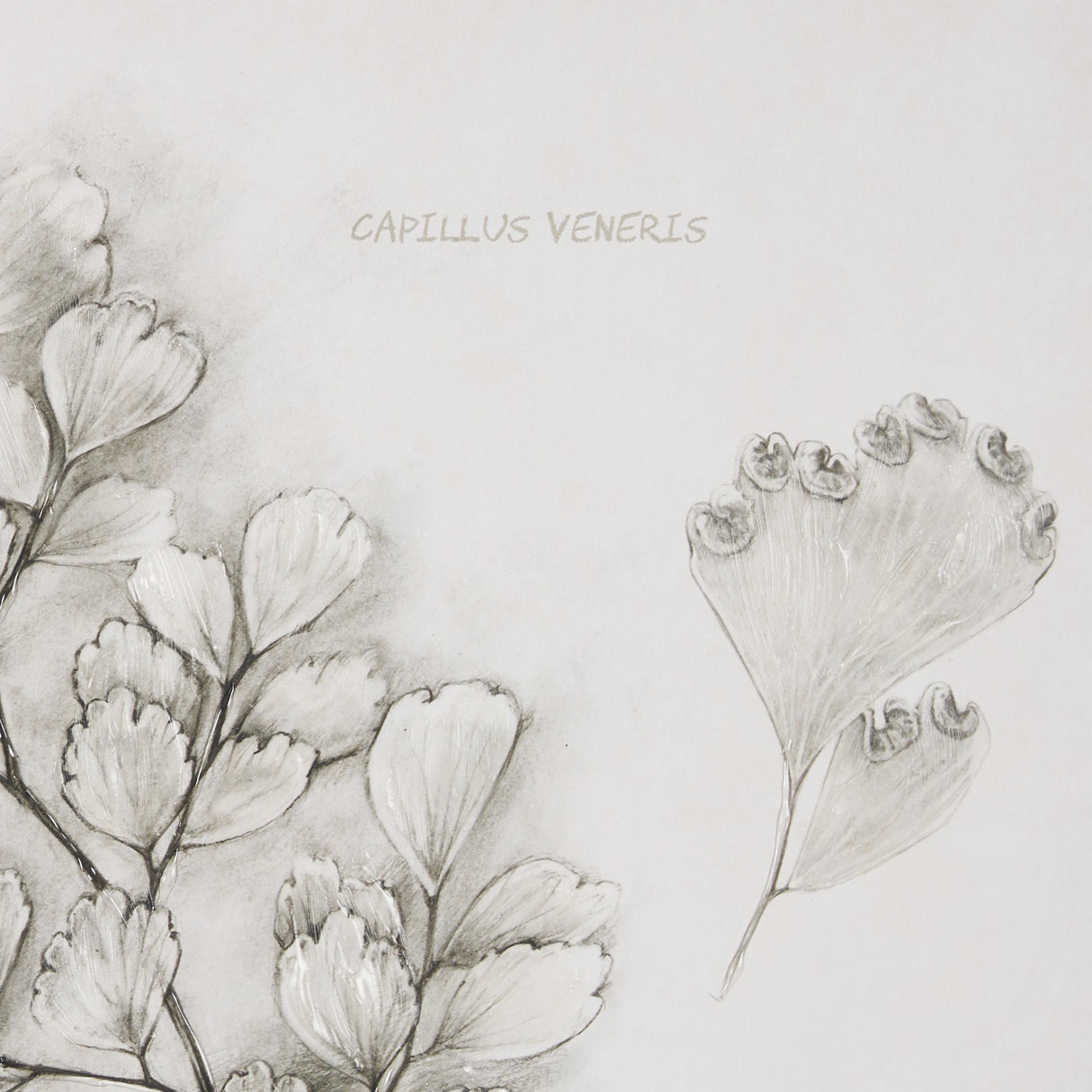 Fern Study IV (Capillus Veneris) Mercana Studio Hand Embelished Framed Art Print Matted under Glass by Mercana at Eve Furniture