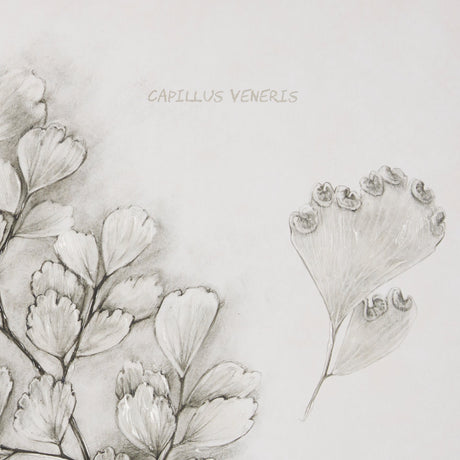 Fern Study IV (Capillus Veneris) Mercana Studio Hand Embelished Framed Art Print Matted under Glass by Mercana at Eve Furniture