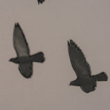 Flock I by Nathan Larson a Hand Embellished Framed Photo Print under Glass by Mercana at Eve Furniture