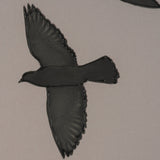 Flock I by Nathan Larson a Hand Embellished Framed Photo Print under Glass by Mercana at Eve Furniture