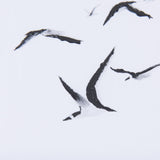 Fly Away by Mercana Studio a Hand Embellished Textured Framed Art Print Matted under Glass by Mercana at Eve Furniture