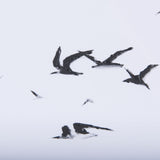 Fly Away by Mercana Studio a Hand Embellished Textured Framed Art Print Matted under Glass by Mercana at Eve Furniture