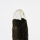 Flying solo by Nancy Crowell a Framed Art Print Matted under Glass by Mercana at Eve Furniture