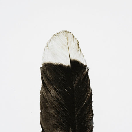 Flying solo by Nancy Crowell a Framed Art Print Matted under Glass by Mercana at Eve Furniture