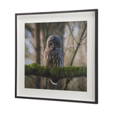 Forest Owl by Chad Mackay a Hand Embellished Textured Framed Photo Art Print Matted under Glass by Mercana at Eve Furniture