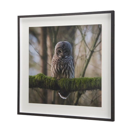 Forest Owl by Chad Mackay a Hand Embellished Textured Framed Photo Art Print Matted under Glass by Mercana at Eve Furniture