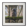 Forest Owl by Chad Mackay a Hand Embellished Textured Framed Photo Art Print Matted under Glass by Mercana at Eve Furniture