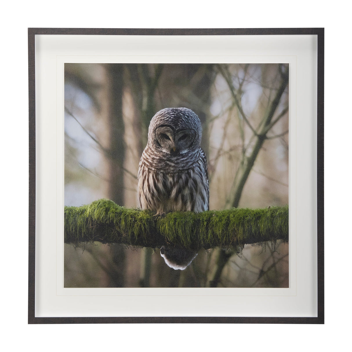 Forest Owl by Chad Mackay a Hand Embellished Textured Framed Photo Art Print Matted under Glass by Mercana at Eve Furniture