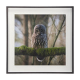 Forest Owl by Chad Mackay a Hand Embellished Textured Framed Photo Art Print Matted under Glass by Mercana at Eve Furniture