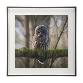 Forest Owl by Chad Mackay a Hand Embellished Textured Framed Photo Art Print Matted under Glass by Mercana at Eve Furniture