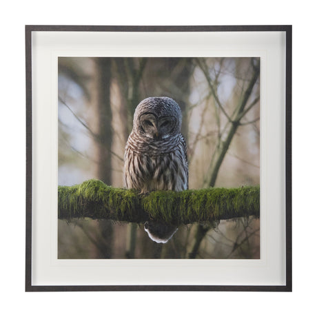 Forest Owl by Chad Mackay a Hand Embellished Textured Framed Photo Art Print Matted under Glass by Mercana at Eve Furniture