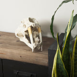 Fozzil 9L x 9W Resin Sabretooth Skull Replica by Mercana at Eve Furniture