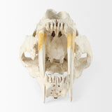 Fozzil 9L x 9W Resin Sabretooth Skull Replica by Mercana at Eve Furniture