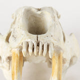 Fozzil 9L x 9W Resin Sabretooth Skull Replica by Mercana at Eve Furniture