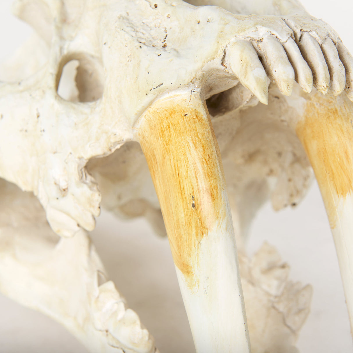 Fozzil 9L x 9W Resin Sabretooth Skull Replica by Mercana at Eve Furniture