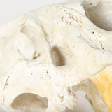 Fozzil 9L x 9W Resin Sabretooth Skull Replica by Mercana at Eve Furniture