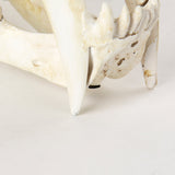 Fozzil 9L x 9W Resin Sabretooth Skull Replica by Mercana at Eve Furniture