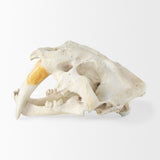 Fozzil Resin Sabretooth Skull Replica by Mercana at Eve Furniture