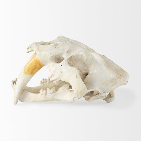 Fozzil Resin Sabretooth Skull Replica by Mercana at Eve Furniture