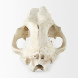 Fozzil Resin Sabretooth Skull Replica by Mercana at Eve Furniture