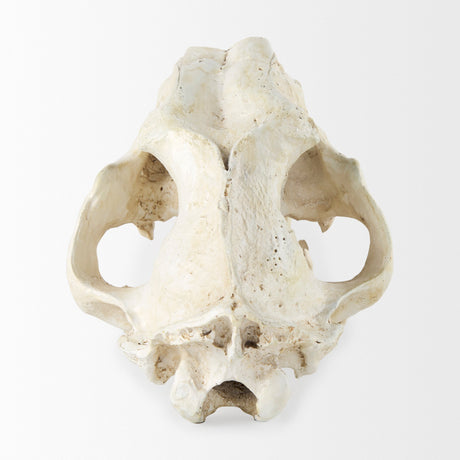 Fozzil Resin Sabretooth Skull Replica by Mercana at Eve Furniture